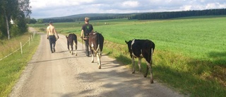 Tre stressade kvigor tillbaka