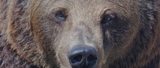 Attackerande björn sköts i renhägn