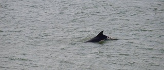 Nu har delfinen siktats öster om Kvarsebo