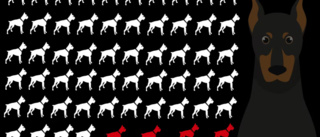 Stor genomgång: 58 anmälda hundattacker i Västerbotten i år • Endast fyra har lett till åtgärd: ”Det finns inget facit”