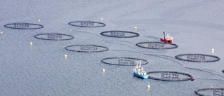 Miljarder till fisk och skaldjursindustrin