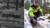 Minst fyra nya vargar fångade på film i Finspång: "Det troliga är att de fötts under våren"