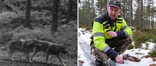 Minst fyra nya vargar fångade på film i Långbogenreviret – men inga fler attacker än: "Tillräckligt med vilt i skogarna"