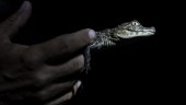 Hade hotad alligator hemma – omhändertas