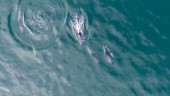 Fransk domstol: Förbjud fiske i delfinområden