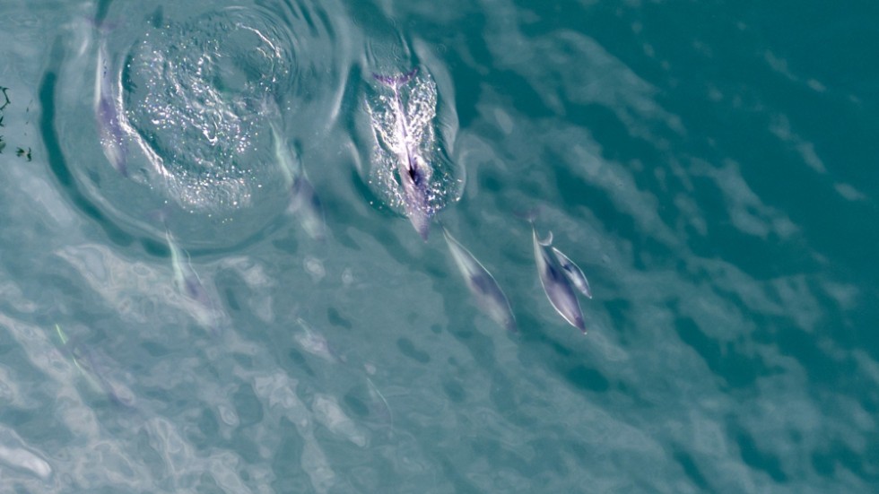 Under endast en vecka hittades fler än 400 delfiner strandade längs den franska kusten. Arkivbild.