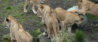 Lejon rymde i zoo i Sydney