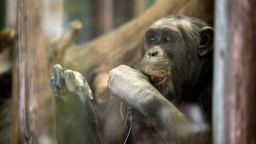 Schimpanshannen Santino var en av de apor i Furuviksparken som ingick i forskningssamarbetet som nu läggs på is. Bild tagen 2019.