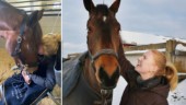 Hilma fick beskedet att hennes häst inte gick att rädda – ett år senare har allt vänt • ”Otroligt stolt”