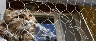 Katter på balkong måste skyddas av nät