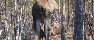 Älgen Tuva mamma igen