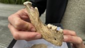 Tusen år gammalt skelett hittat – i trädgård