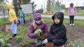 Här är barnen som ser till att blomstertiden kommer till Luleå 