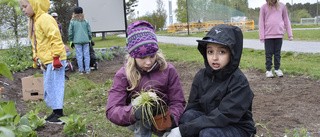 Här är barnen som ser till att blomstertiden kommer till Luleå 