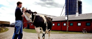 Eko-mjölk kan få länets    jordbruk att blomstra