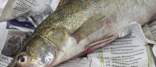 Höga halter PFAS i flera svenska fiskar