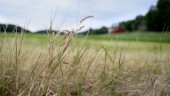 Oro kring lantbruksforskning i norra Sverige
