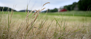 Oro kring lantbruksforskning i norra Sverige