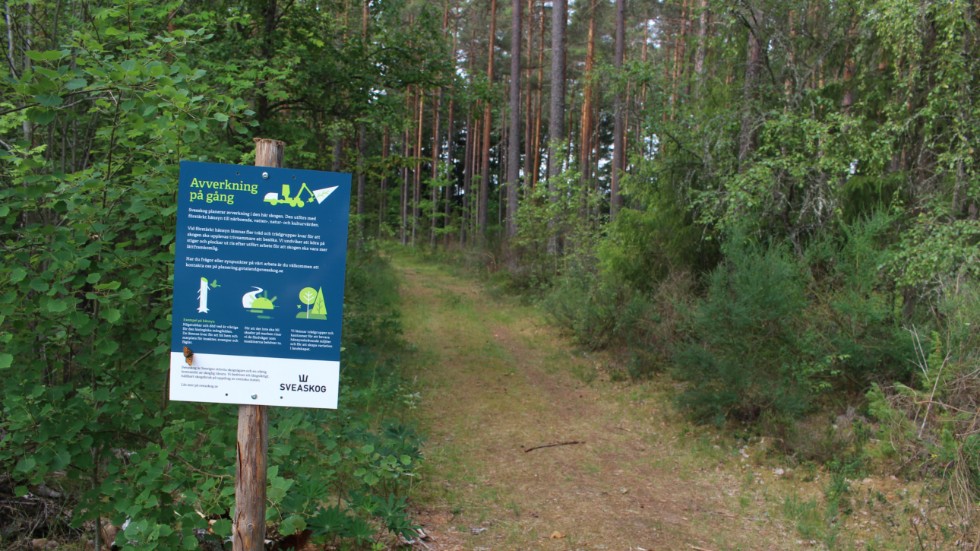Avverkningen av skogen i Målilla är tänkt att inledas i slutet av juli.