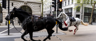 Galopperande hästar skrämde slag på London