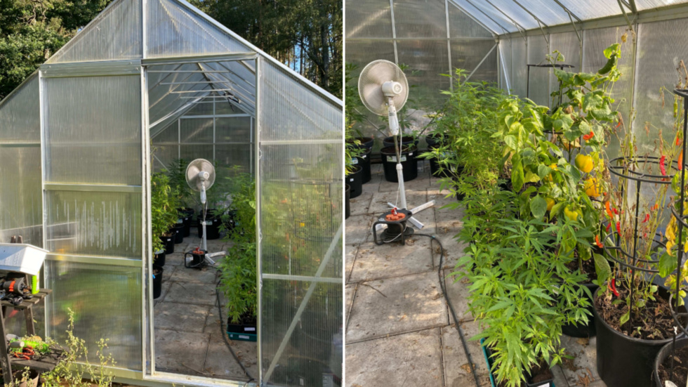 Polispatrullerna fick syn på cannabisplantor i växthuset på tomten.