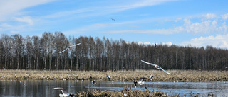 Läsarbild: Fågelsjön vid Nedre Avan