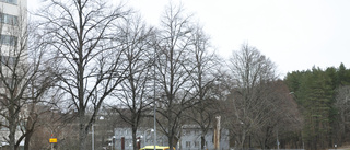 Därför är spårvägen goda nyheter för Uppsalas träd