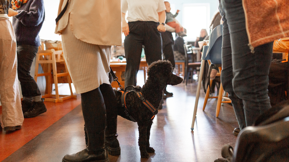 Women gather for lunch at the Women Welcome Skellefteå group at Hubben. Dogs are welcome too!