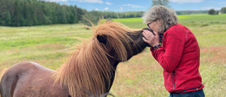 Lottas stora hobby – har levt med ponnys i snart 60 år