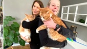 Sofie räddade hemlösa katter med såriga tassar och trampdynor