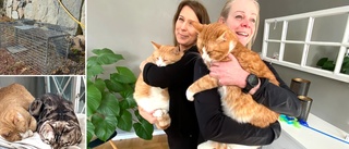 Sofie räddade hemlösa katter med såriga tassar och trampdynor