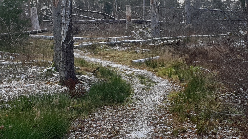 Plockepinn i Brogetorpsskogen i Flen.