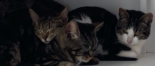 Upptäckten: Paret hade ett 30-tal vanvårdade katter inomhus