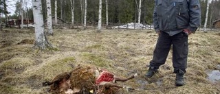 Klara dödad i fårhagen