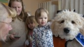 Sjukhushundarna har hjälpt Vincent, 5 år – nu kan de försvinna