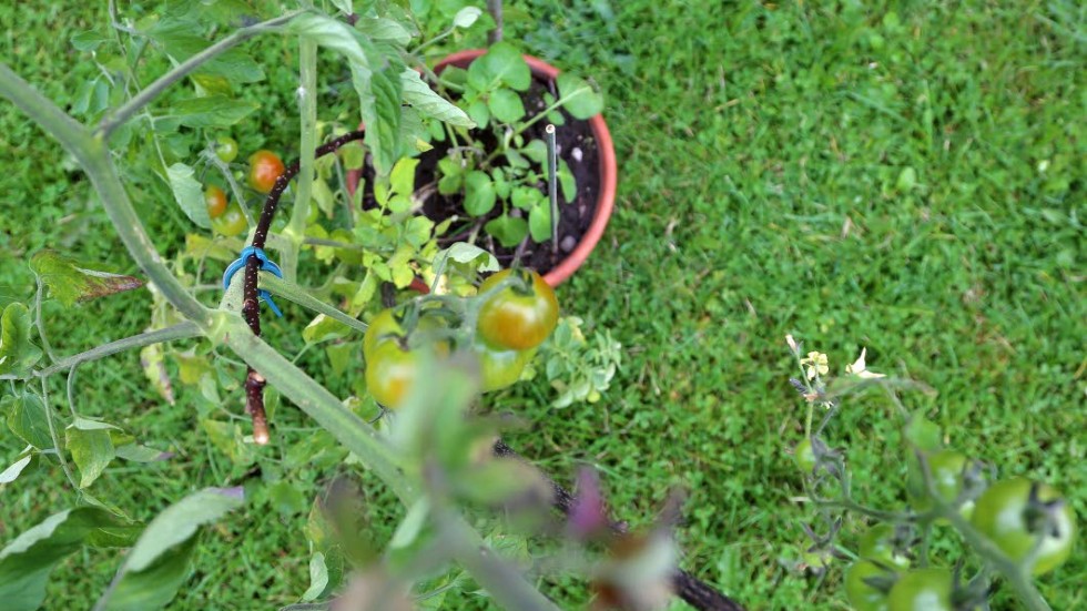 Vad är det? Här växer tomater i en kruka i Mjölby. Eller om det är pomater. Tomtatis? Tomatplanta ympad på en potatisstam i alla fall.