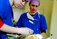 Fyrbenta älsklingar får hjälp på   operationsbordet i Norsholm
