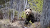 Björnjakten avslutad i delområde 2 – delkvoten om 20 björnar är fylld