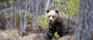 Björnjakten avslutad i delområde 2 – delkvoten om 20 björnar är fylld