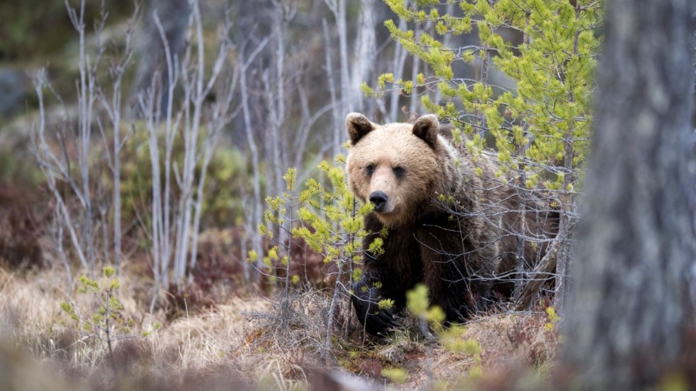 Viltskådning av vilda djur som till exempel björn är bättre än jakt, menar artikelförfattarna.