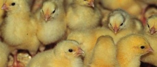 Storsatsar på kycklingarna