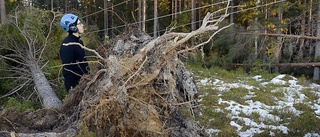 Skogen deras största kostnad efter stormen