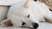Omhändertagna hunden Dena ska avlivas – trots att hon mår bra • ”Hon straffas i stället för att räddas”