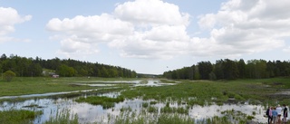 Fler våtmarker behövs för rikare skogar på Gotland
