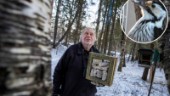 Glädje bland ornitologerna • "Nu är "vitryggen" på väg att etablera sig i Norrbotten"