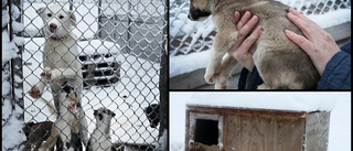 35 hundar hölls ute i sträng kyla • Frös och var avmagrade • Firar jul på pensionat • "Planen är försäljning"
