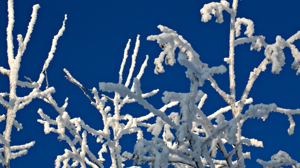 Rimfrost är extra vackert mot den blå vinterhimlen. I en ny studie av polisens "Rimfrost" hävdas dock att bilden förskönar verkligheterna.