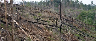 Tänk om all skog försvann