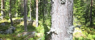 Ökat intresse för att avverka skog i Norr- och Västerbotten
