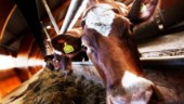 Arla sänker mjölkpriset – så påverkas Norrmejerier